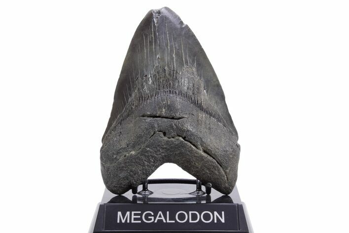 Fossil Megalodon Tooth - South Carolina #360758